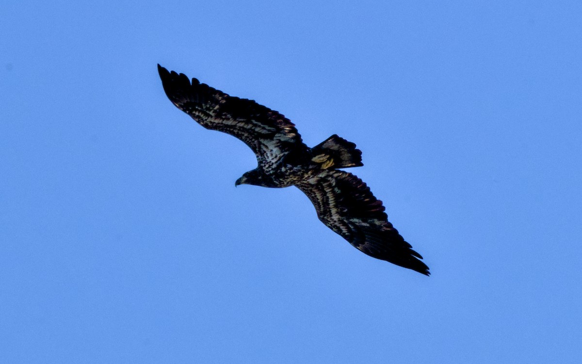 Орлан білоголовий - ML648814771