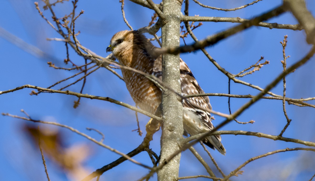 Канюк рудоплечий - ML648814783