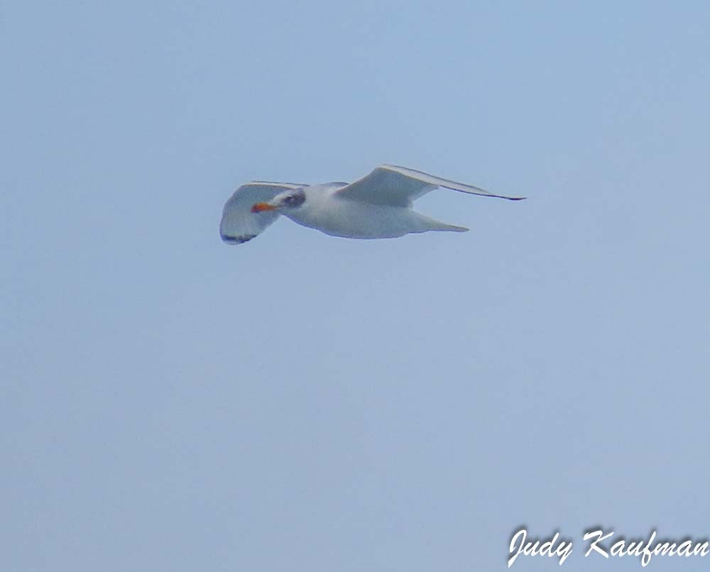 Черноголовый хохотун - ML648815252