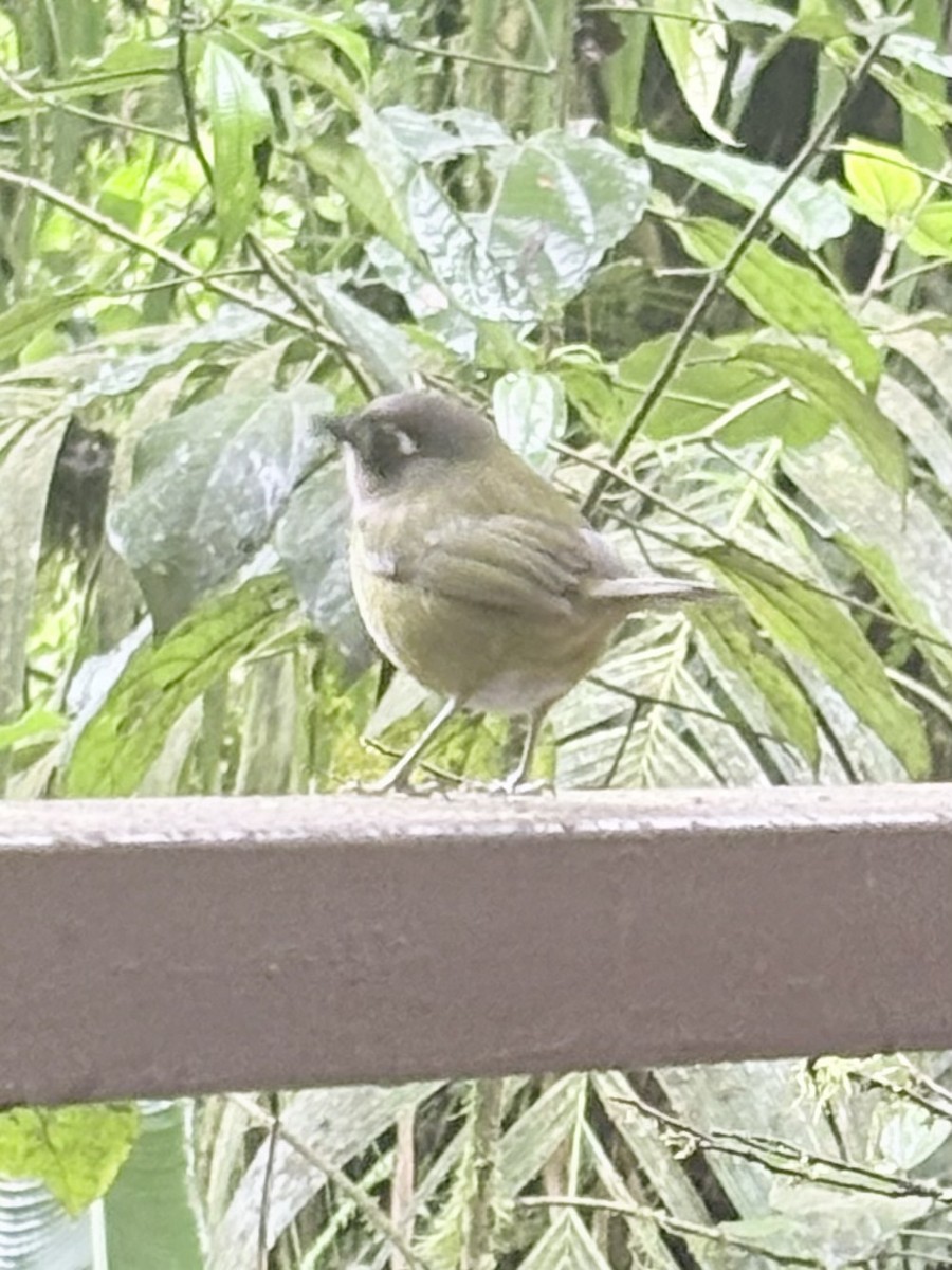 Common Chlorospingus - ML648815416