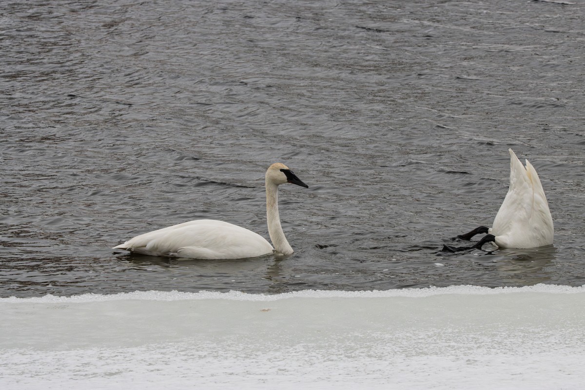 Trumpeter Swan - ML648815697