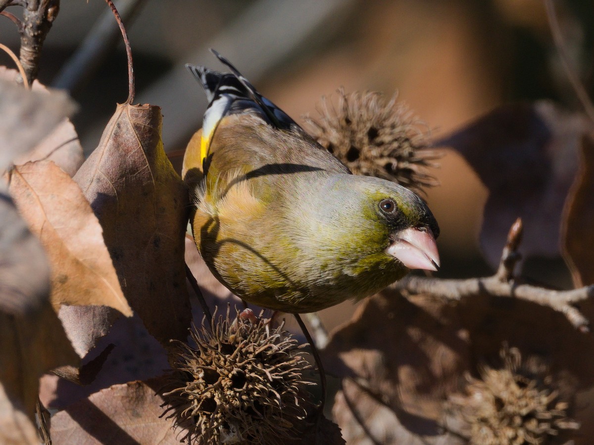 Oriental Greenfinch - ML648815710