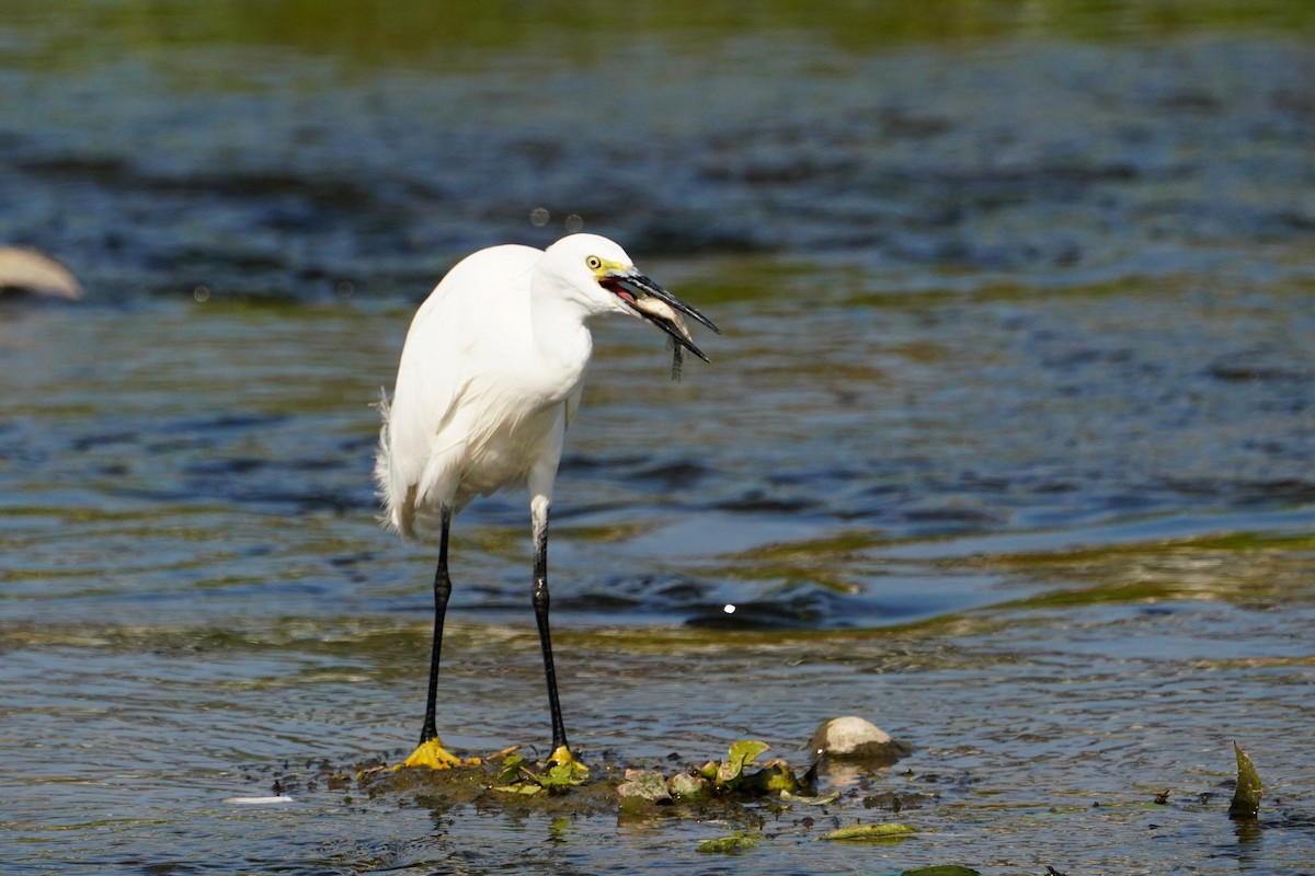 Little Egret - ML648815712