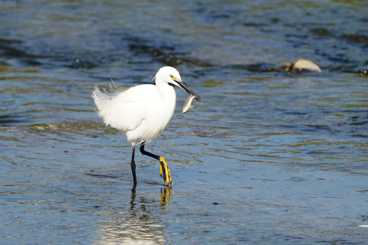 Little Egret - ML648815713