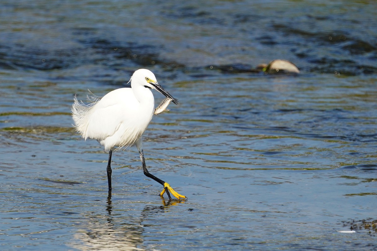 Little Egret - ML648815714