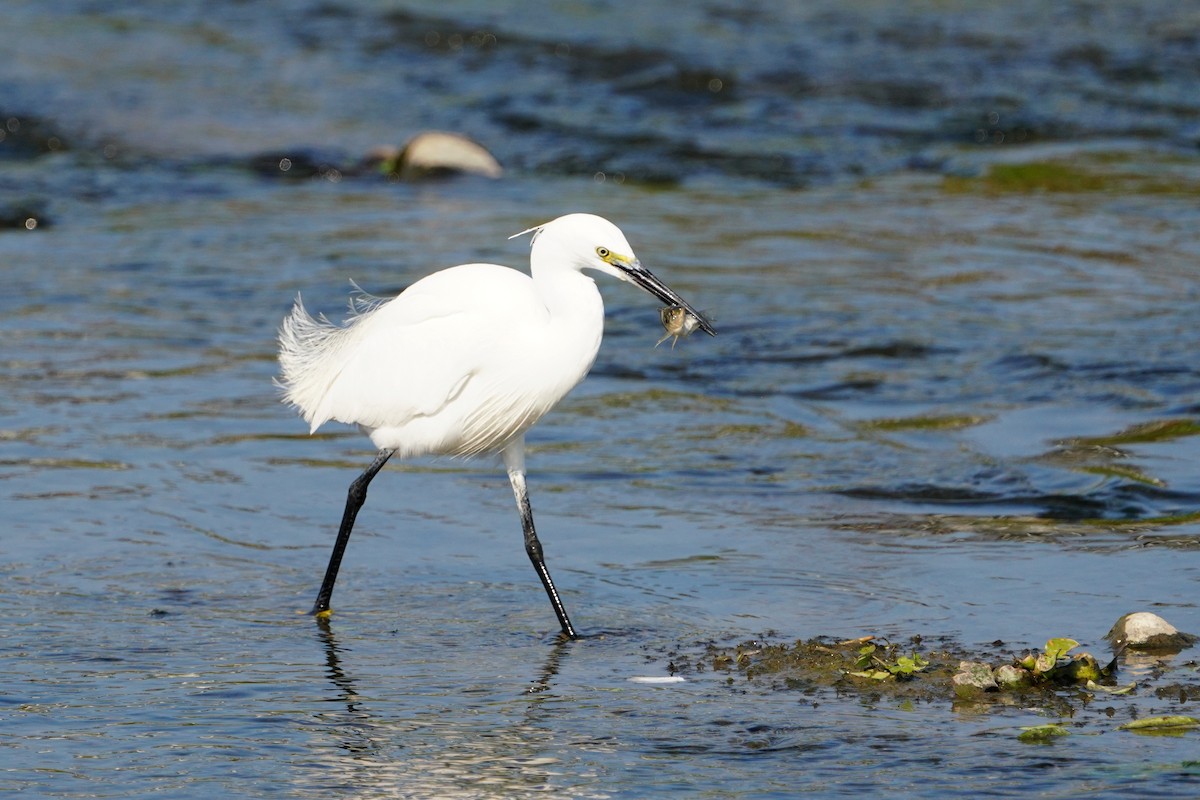 Little Egret - ML648815715