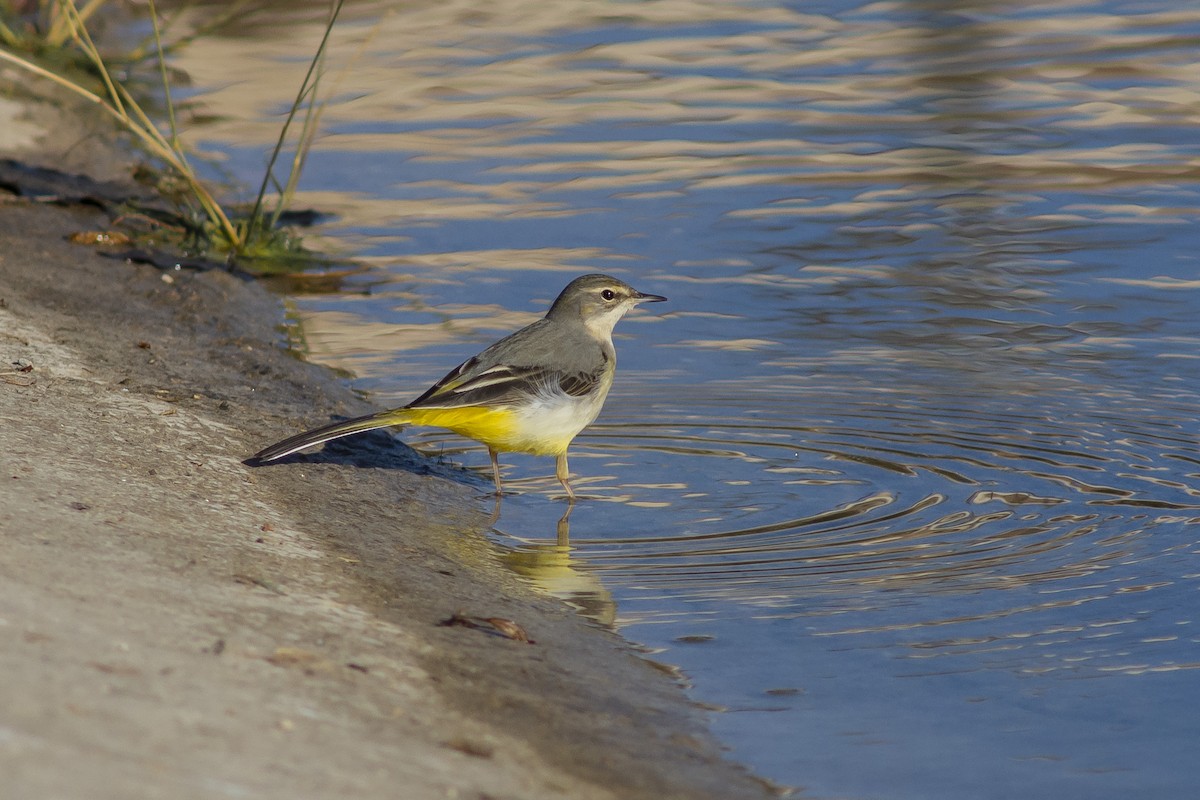 Gray Wagtail - ML648815716