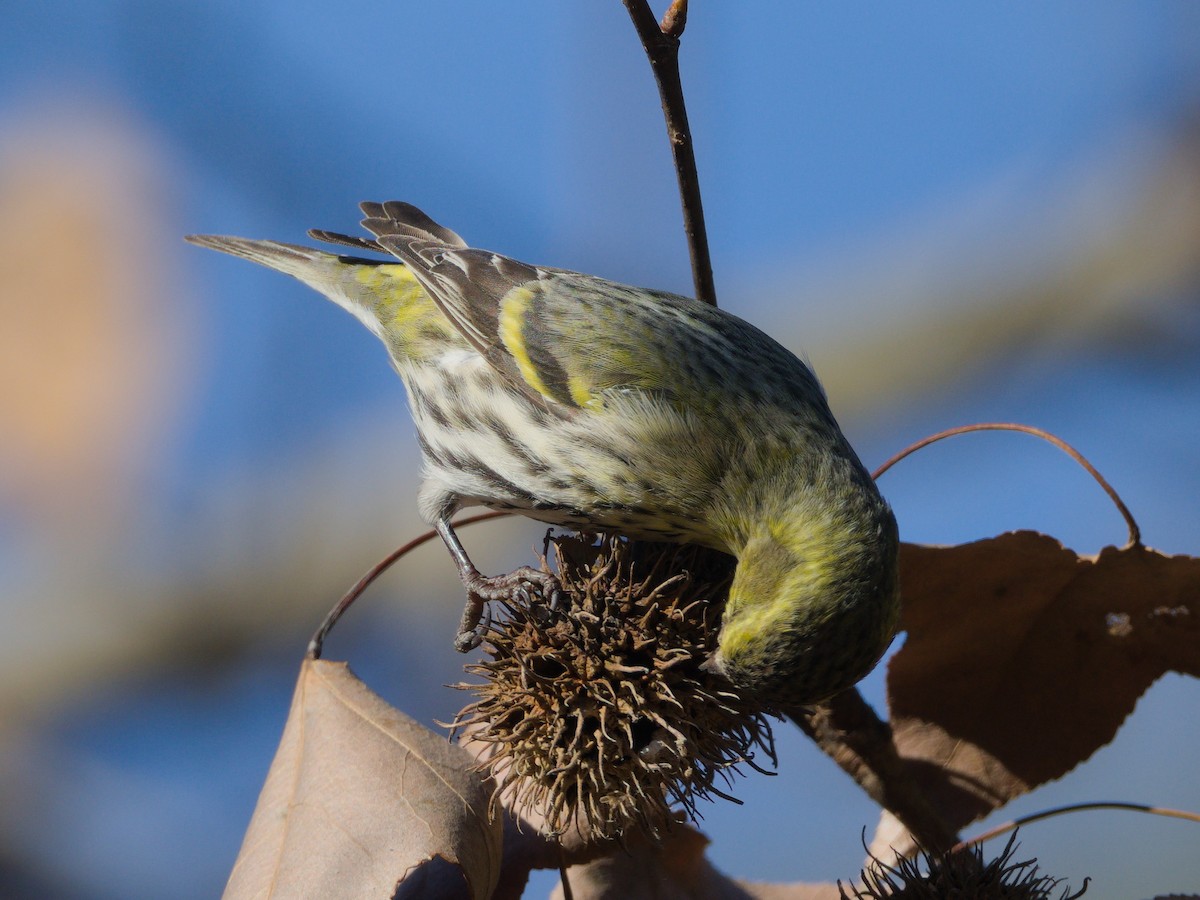 Eurasian Siskin - ML648815717
