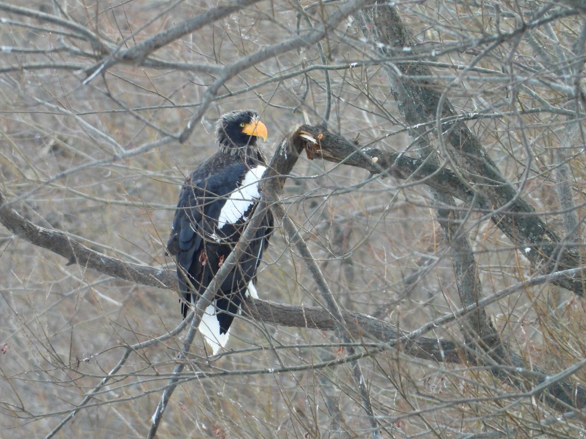 Steller's Sea-Eagle - ML648815719