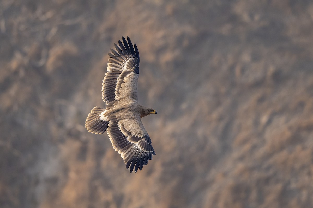 Steppe Eagle - ML648815724