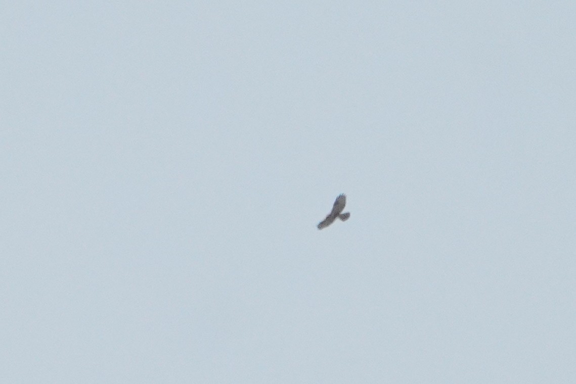 Eastern Buzzard - ML648815728