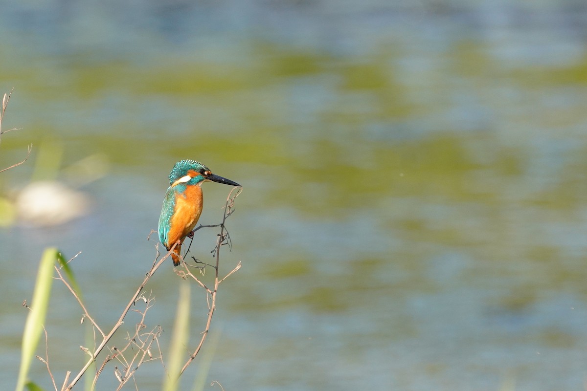 Common Kingfisher - ML648815731