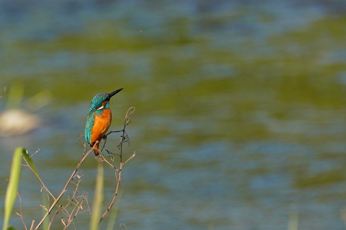 Common Kingfisher - ML648815732