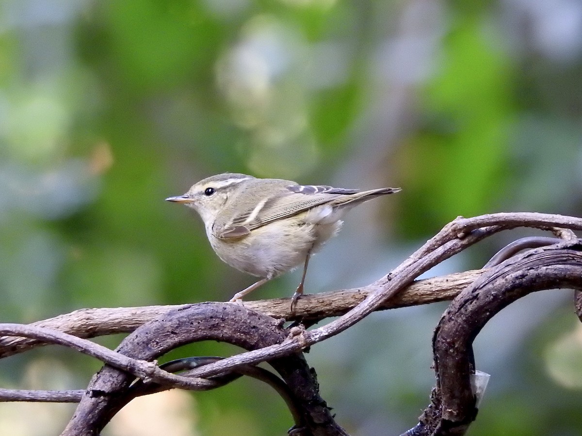 Yellow-browed Warbler - ML648815738