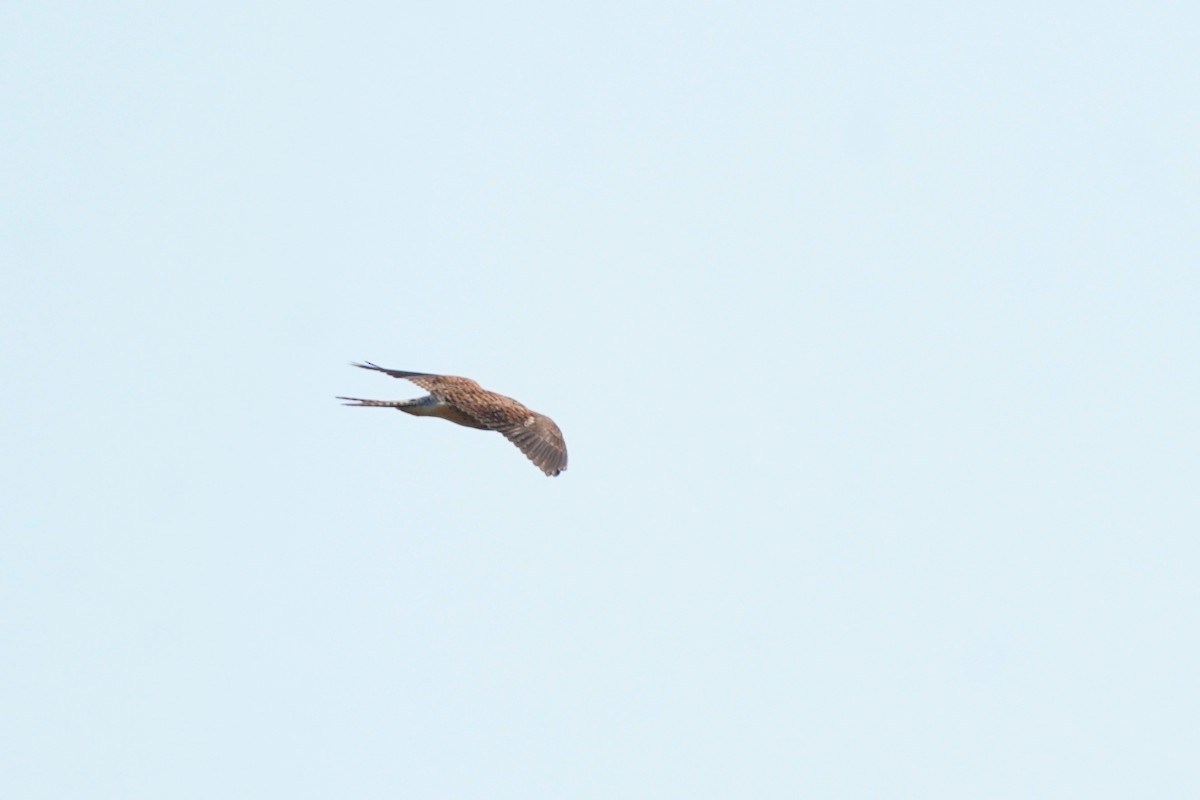 Eurasian Kestrel - ML648815742