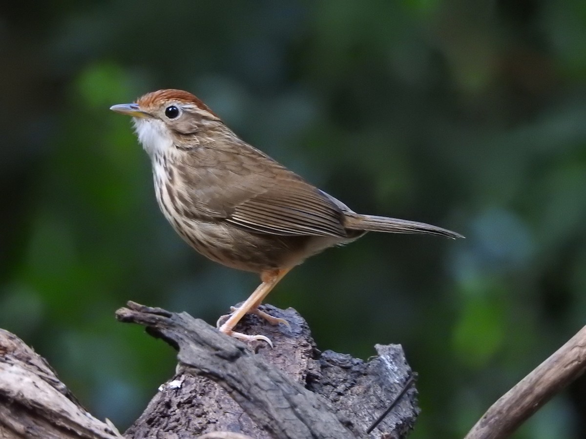 Puff-throated Babbler - ML648815744