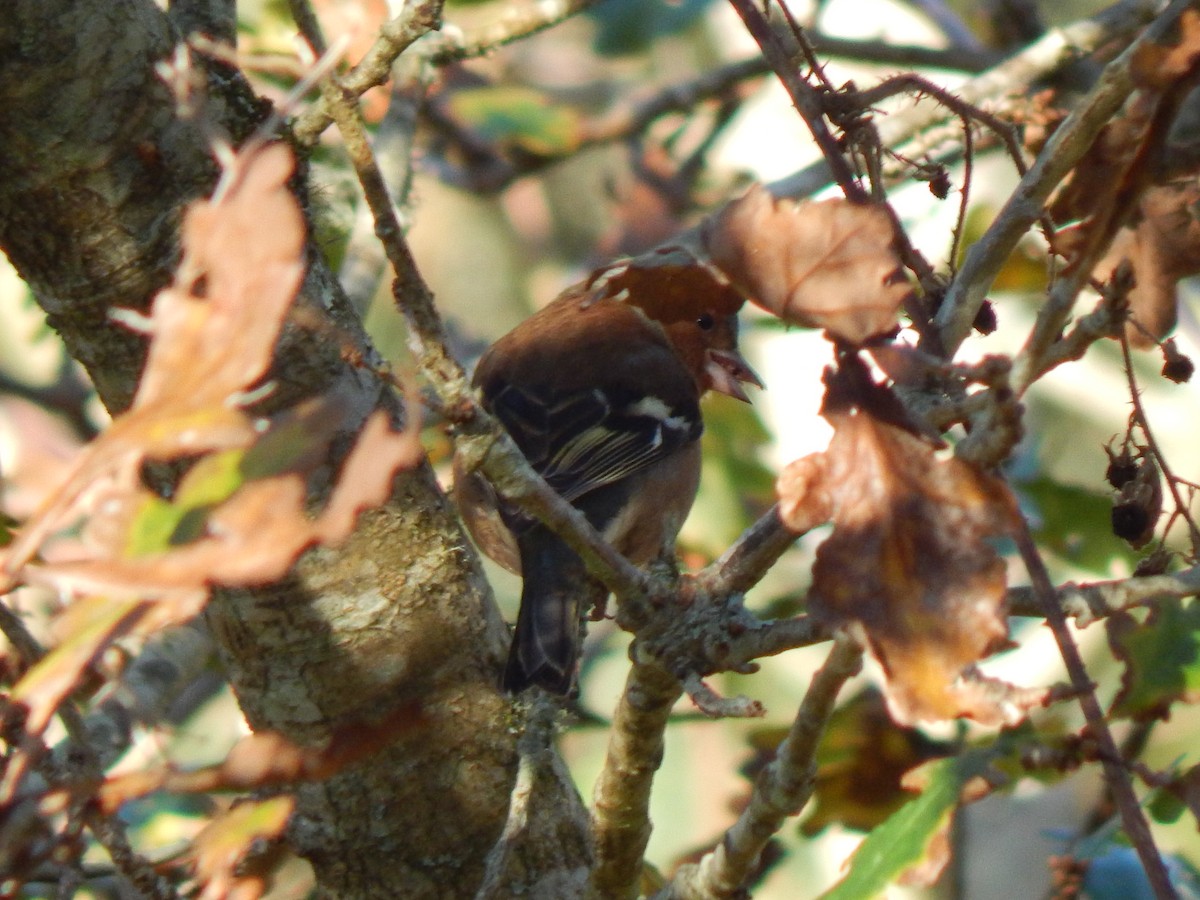 Common Chaffinch - ML648815745