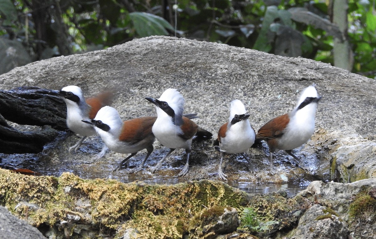 White-crested Laughingthrush - ML648815746