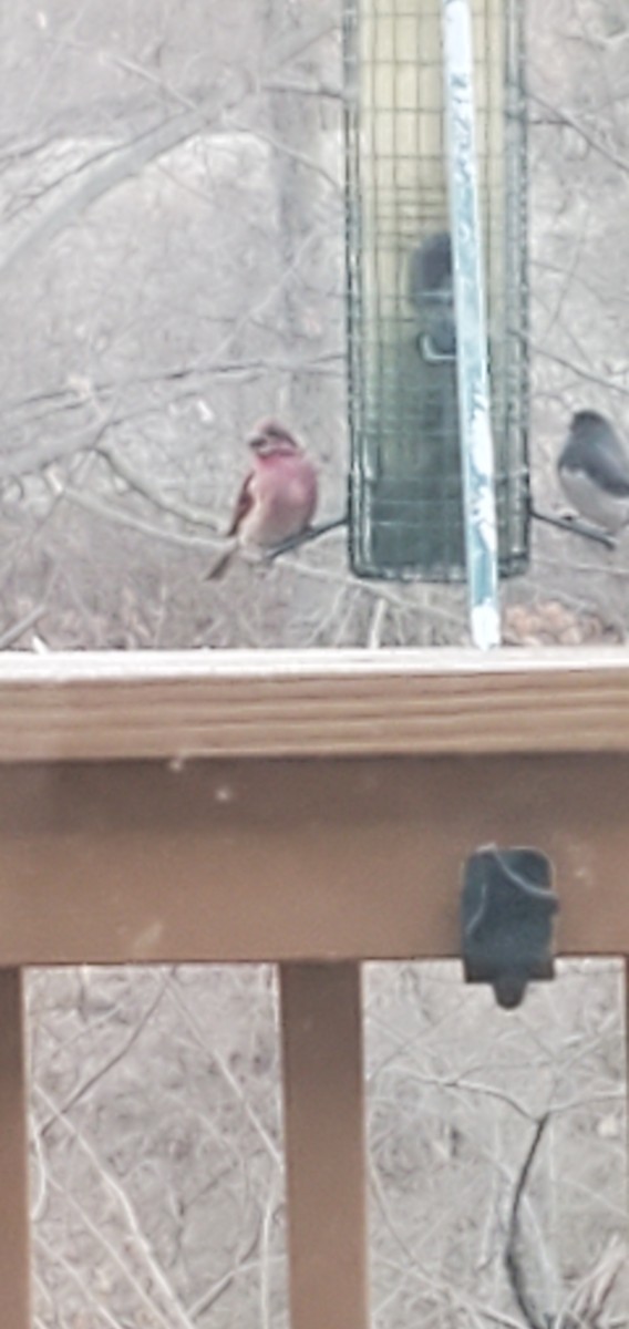 Purple Finch - ML648815747