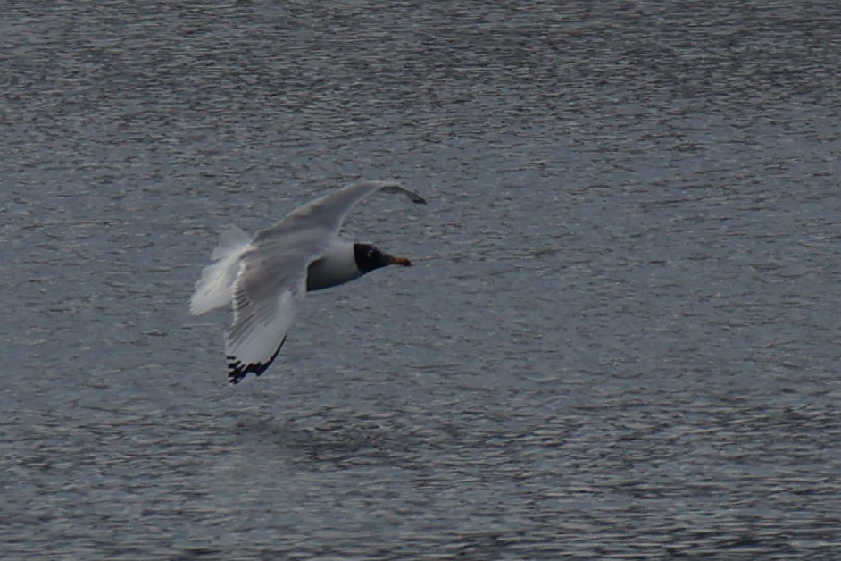 Pallas's Gull - ML648815748