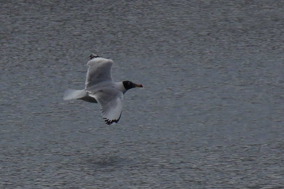 Pallas's Gull - ML648815749