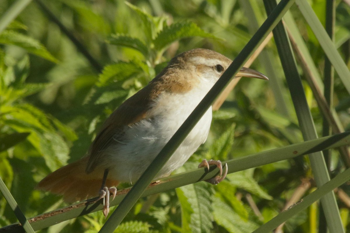 Curve-billed Reedhaunter - ML648815750
