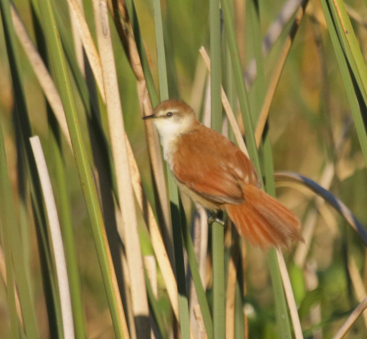 Curve-billed Reedhaunter - ML648815751