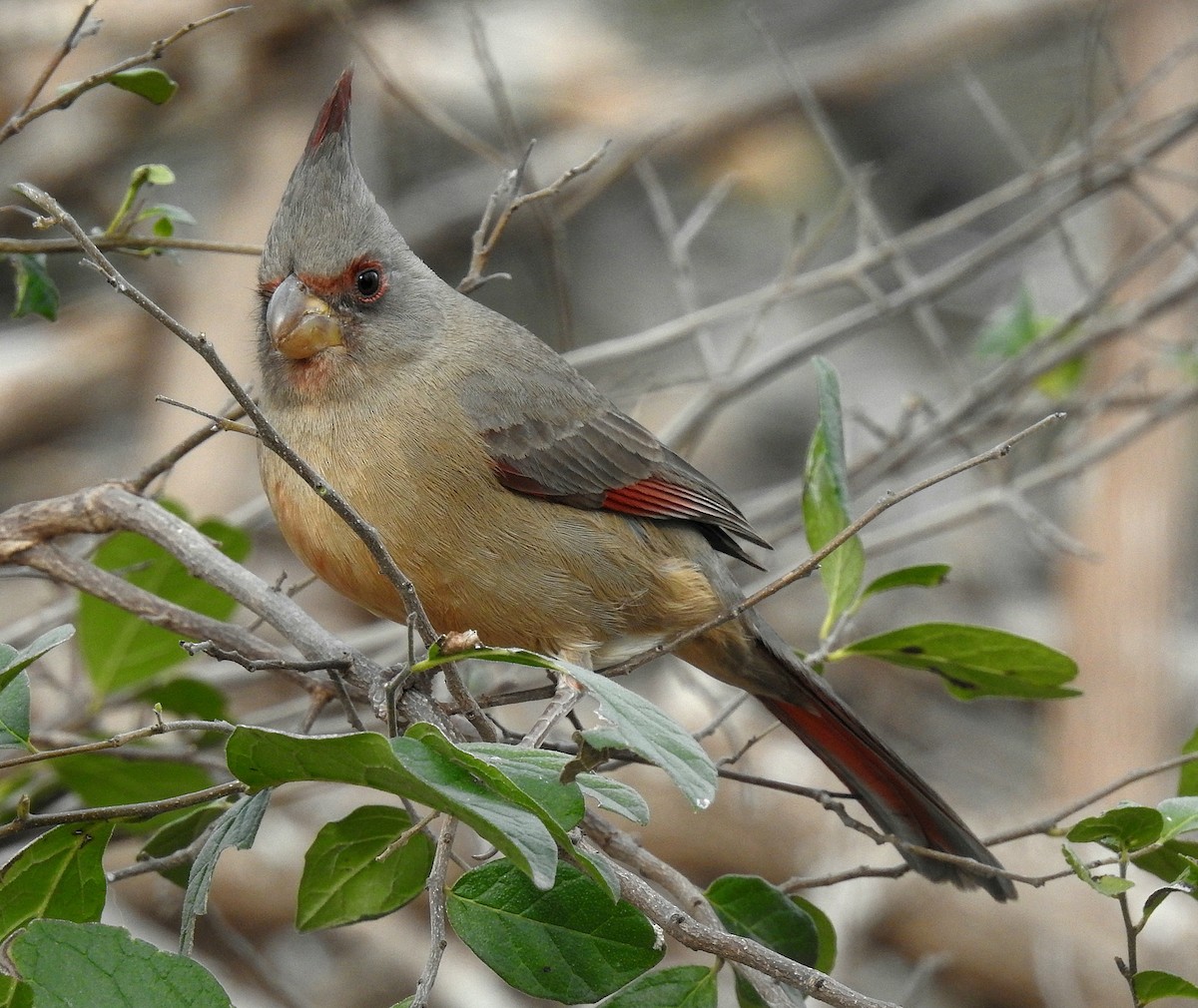 Pyrrhuloxia - ML648815752