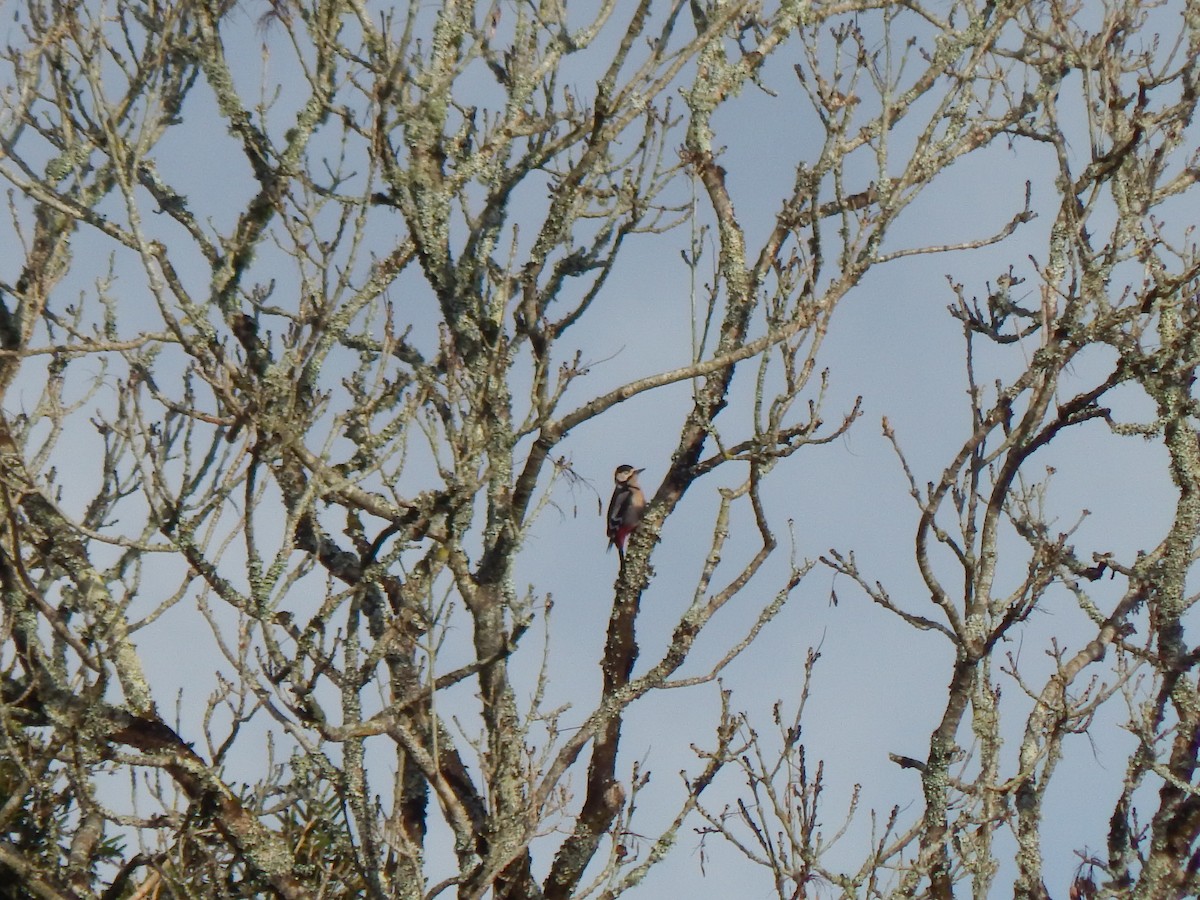 Great Spotted Woodpecker - ML648815753