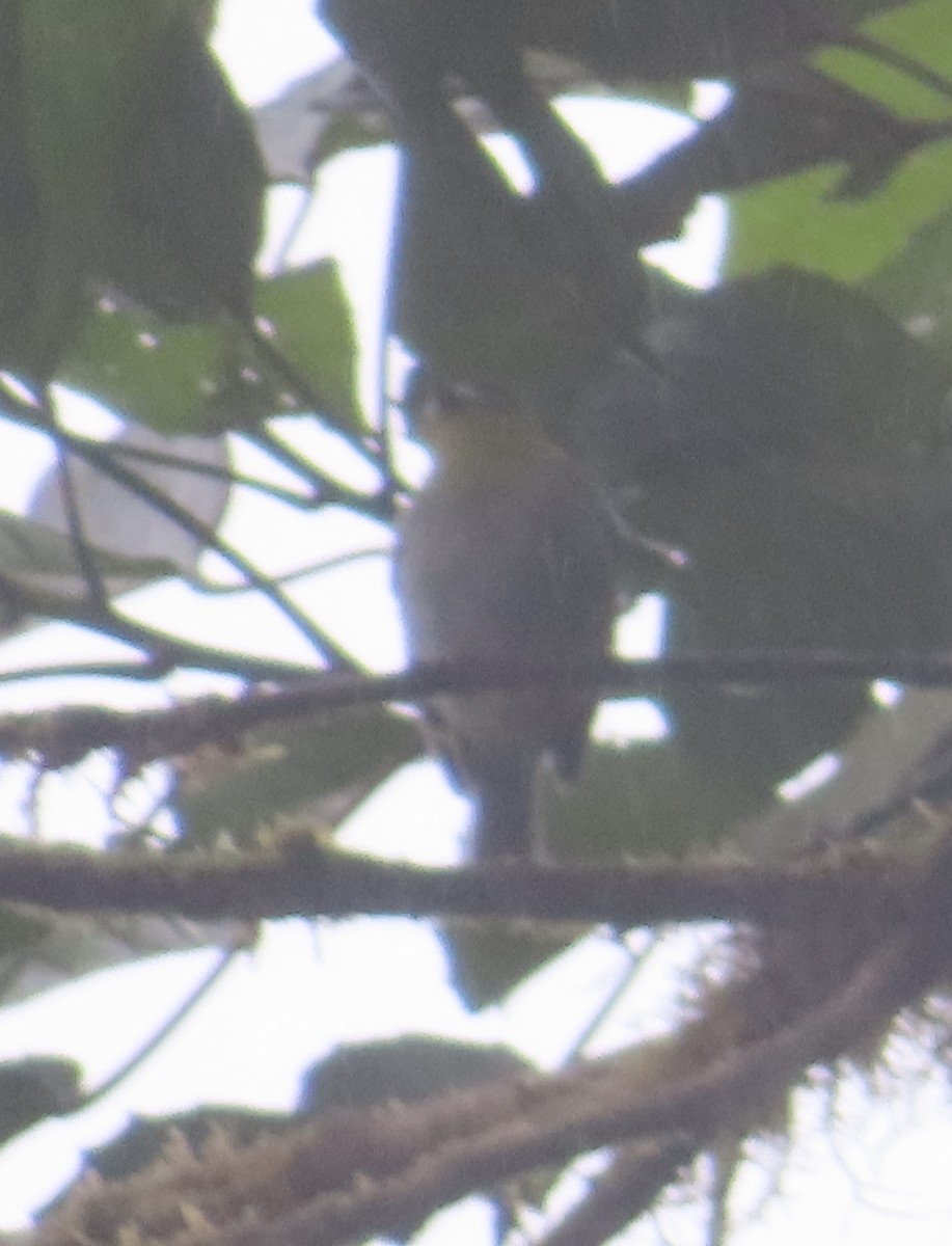 Barred Becard - ML648815828