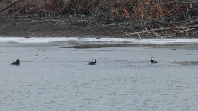 Hooded Merganser - ML648816333