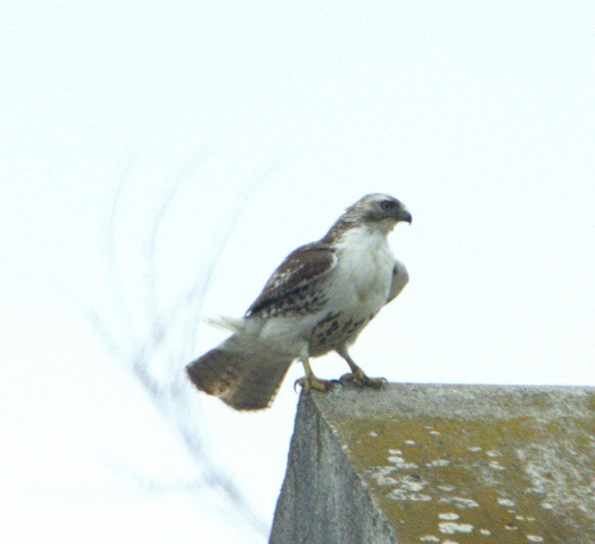 Red-tailed Hawk - ML648816378