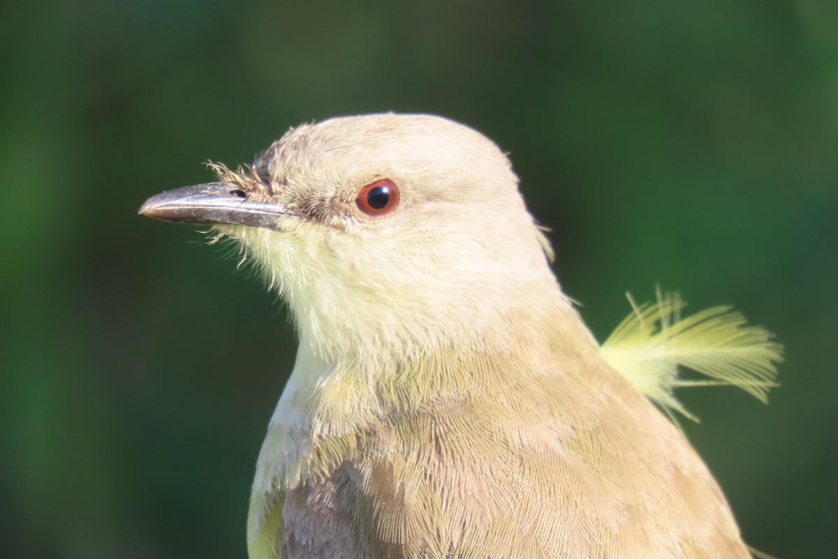 Cattle Tyrant - ML648816511