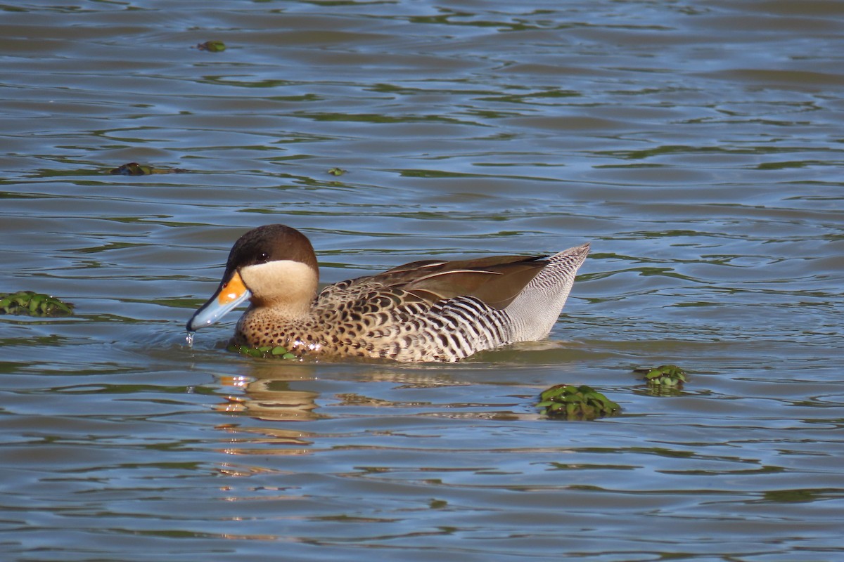 Silver Teal - Julián Rodríguez