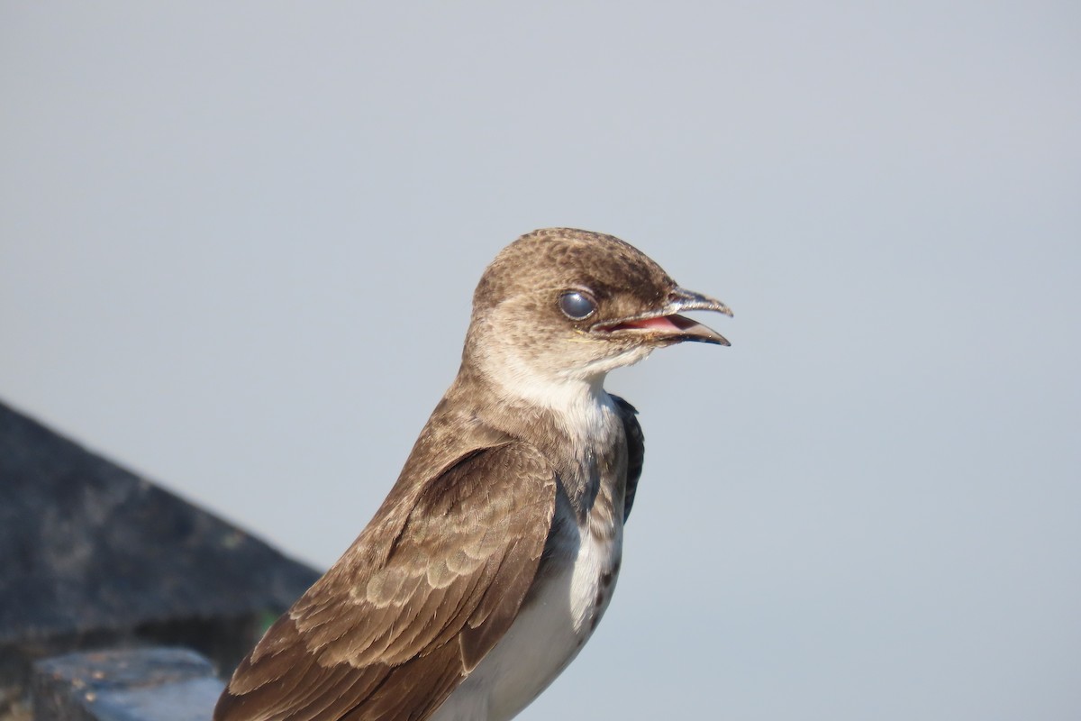 Brown-chested Martin - ML648816536