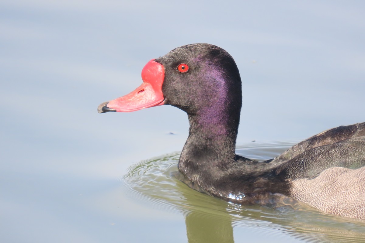 Rosy-billed Pochard - Julián Rodríguez