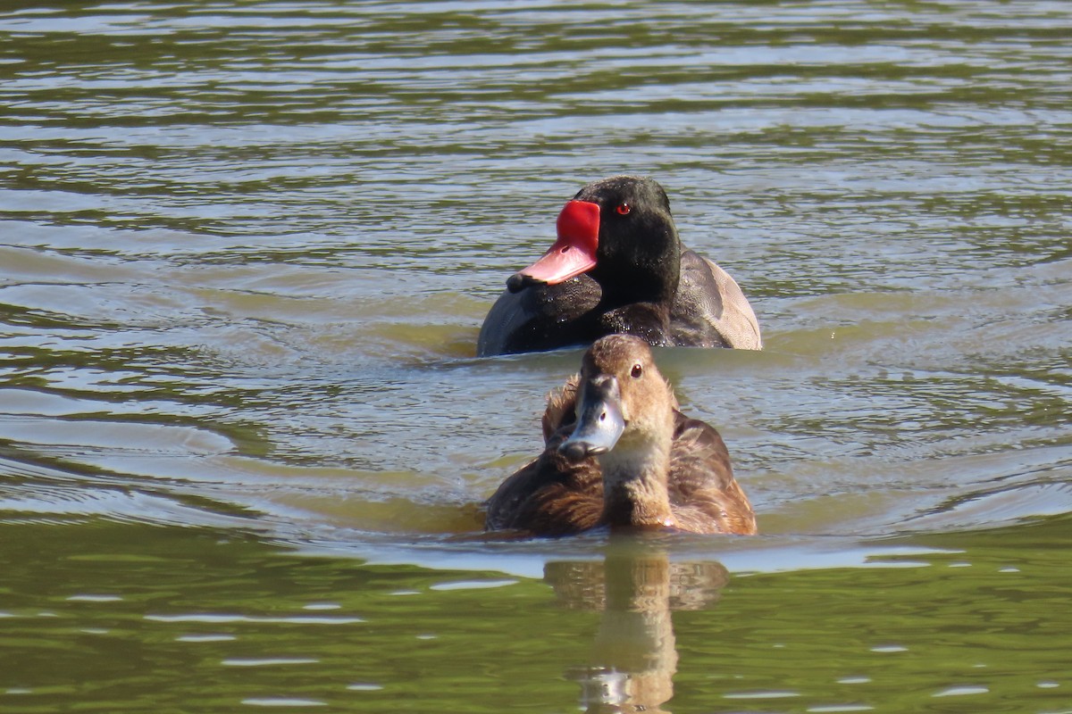 Rosy-billed Pochard - ML648816579