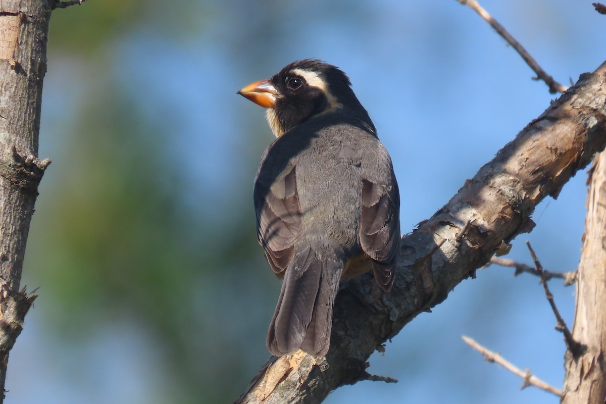 Golden-billed Saltator - ML648816605