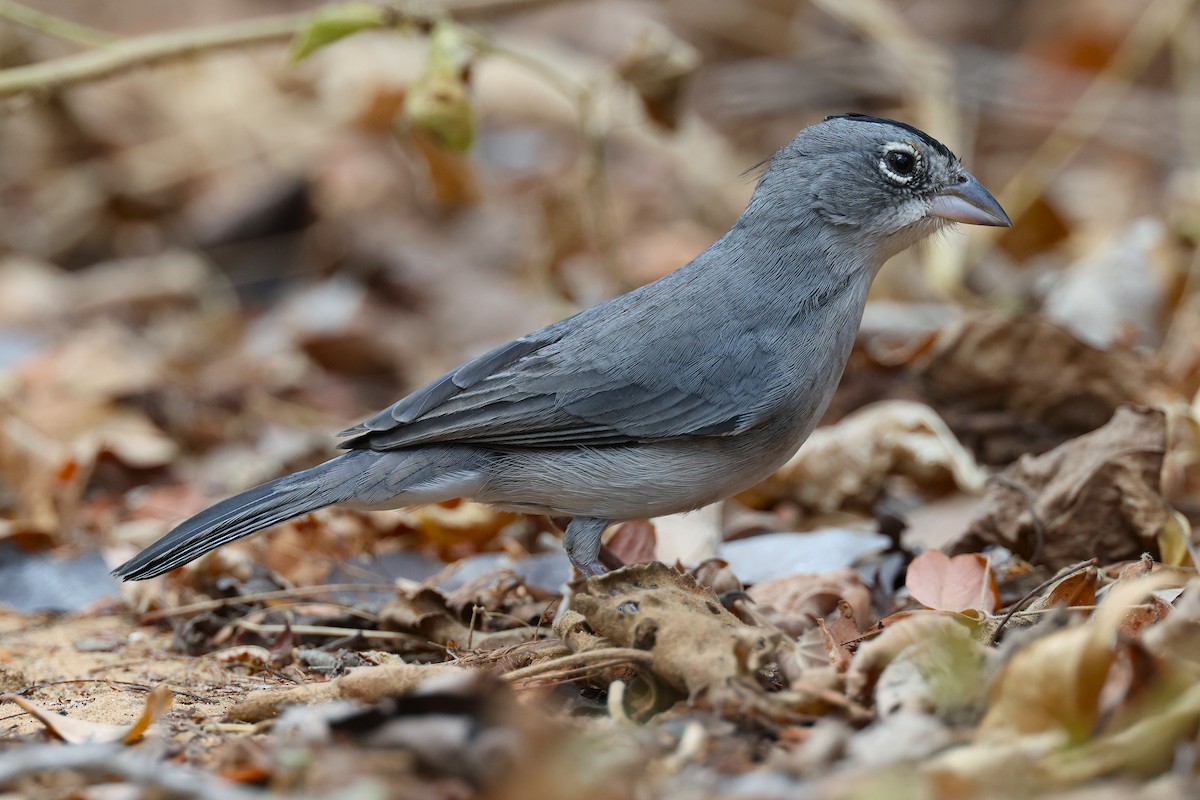 Pileated Finch - ML648816627