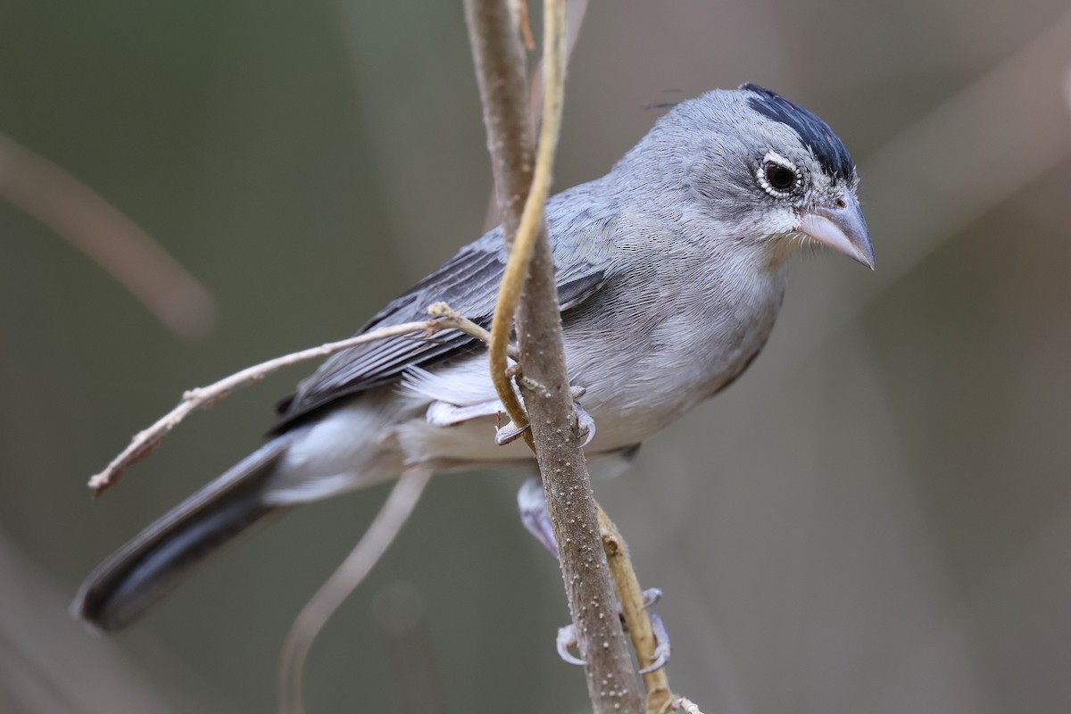 Pileated Finch - ML648816628