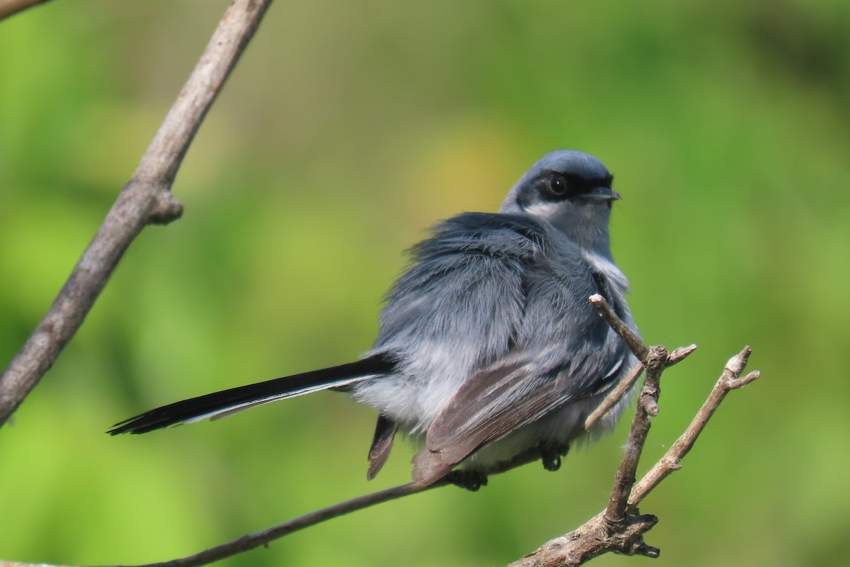Masked Gnatcatcher - ML648816714
