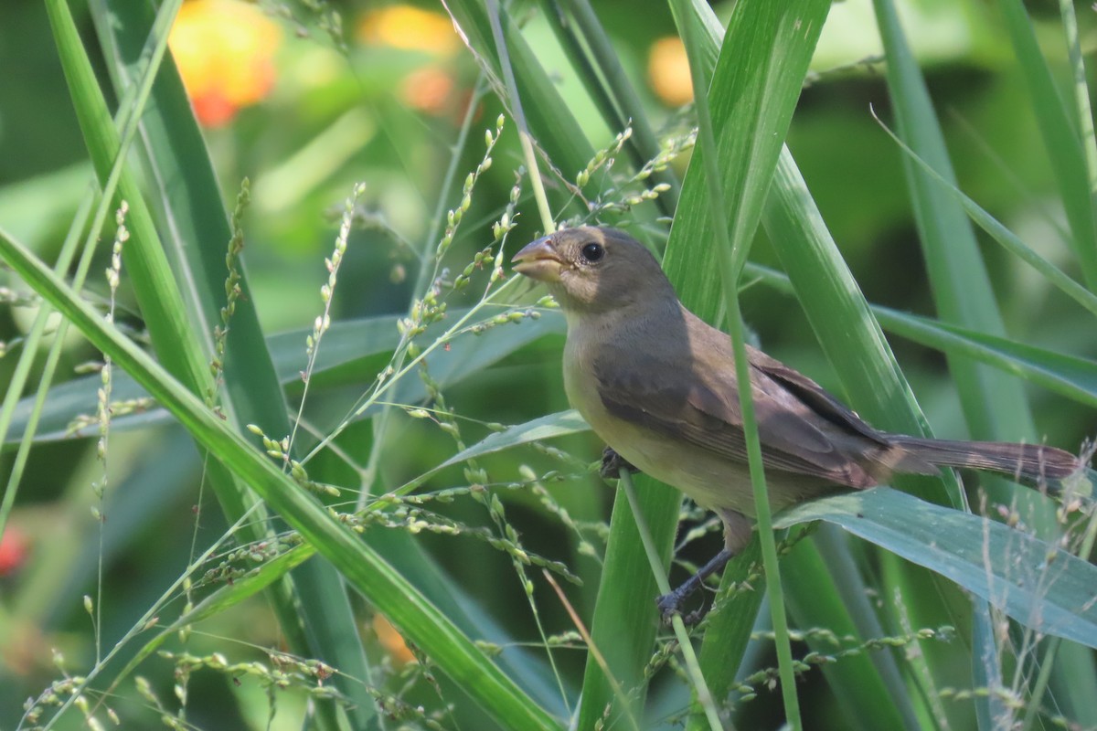 Double-collared Seedeater - ML648816727