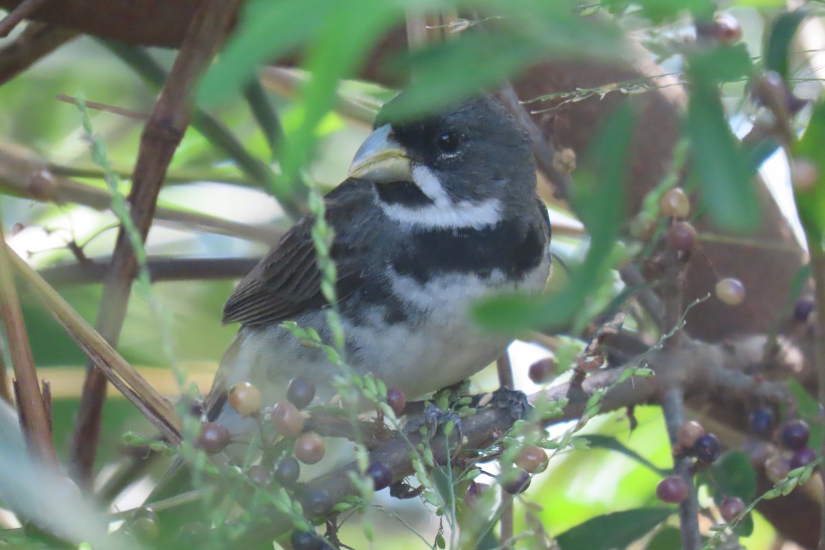 Double-collared Seedeater - ML648816733