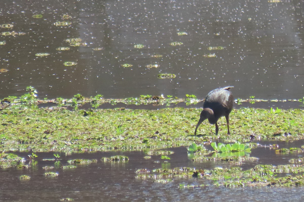 White-faced Ibis - ML648816744