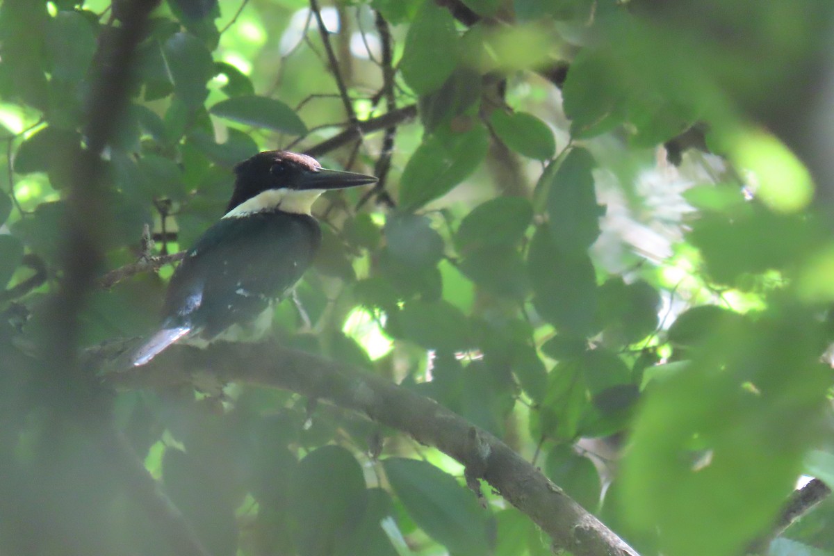 Green Kingfisher - ML648816758
