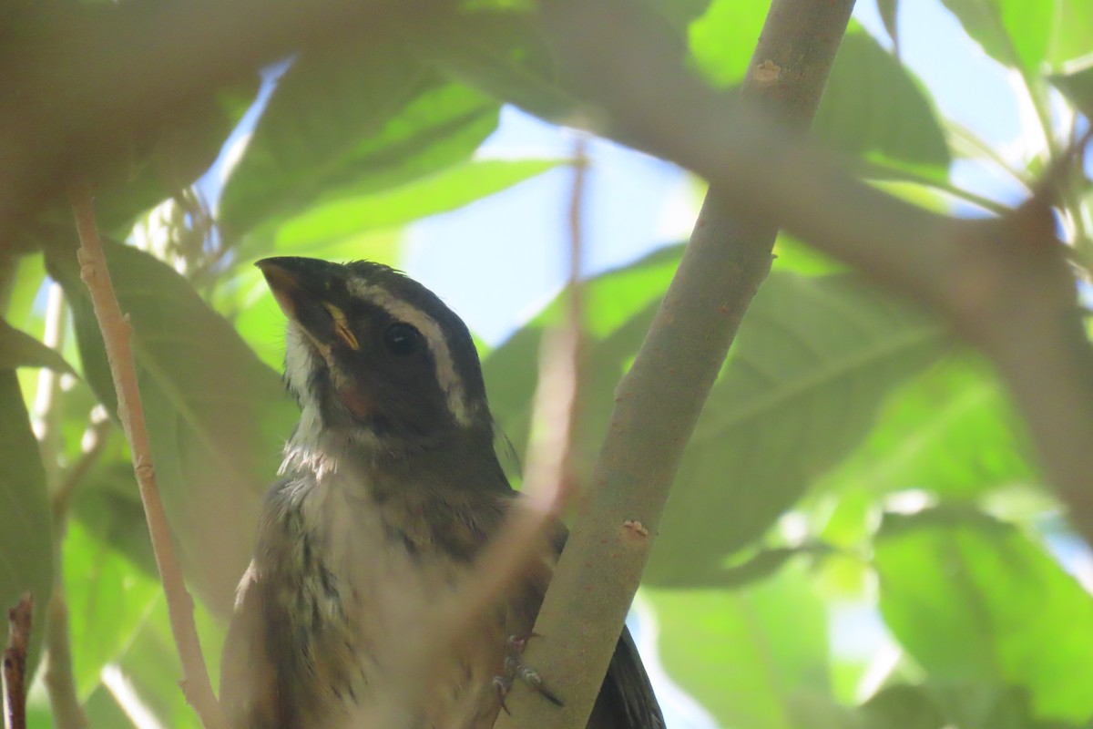 Green-winged Saltator - ML648816767