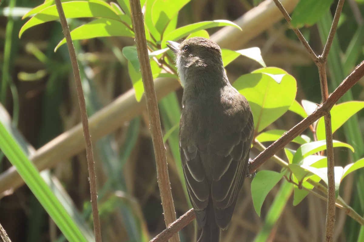Swainson's Flycatcher - ML648816777