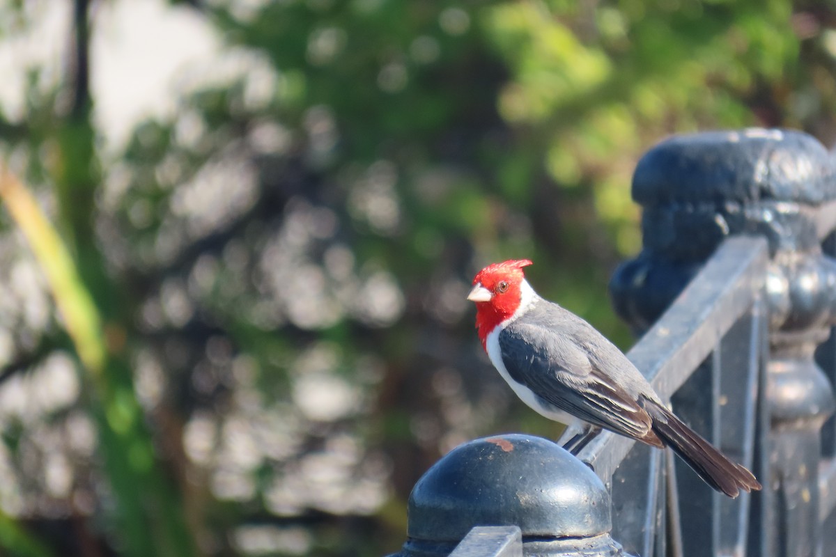 Red-crested Cardinal - Julián Rodríguez