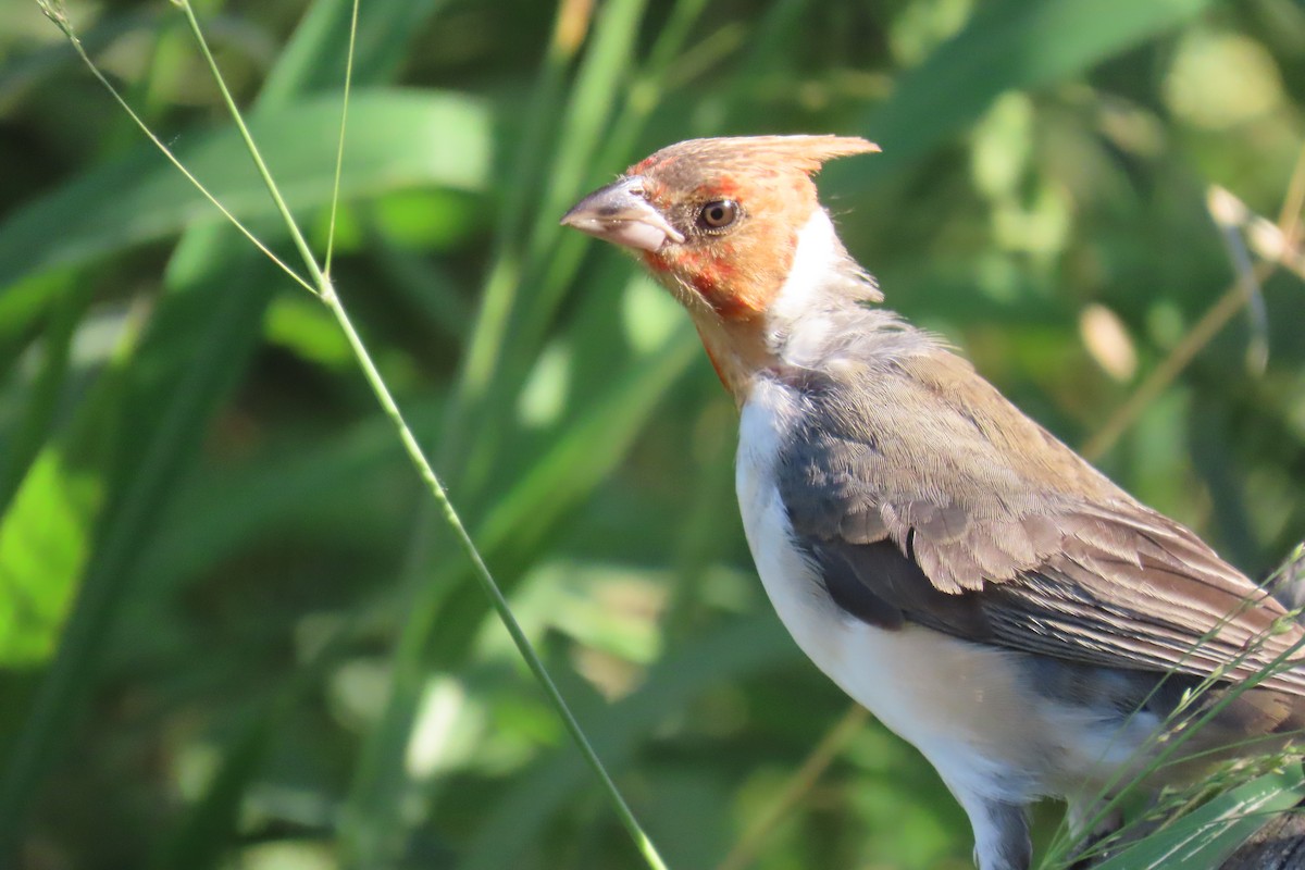 Red-crested Cardinal - ML648816887