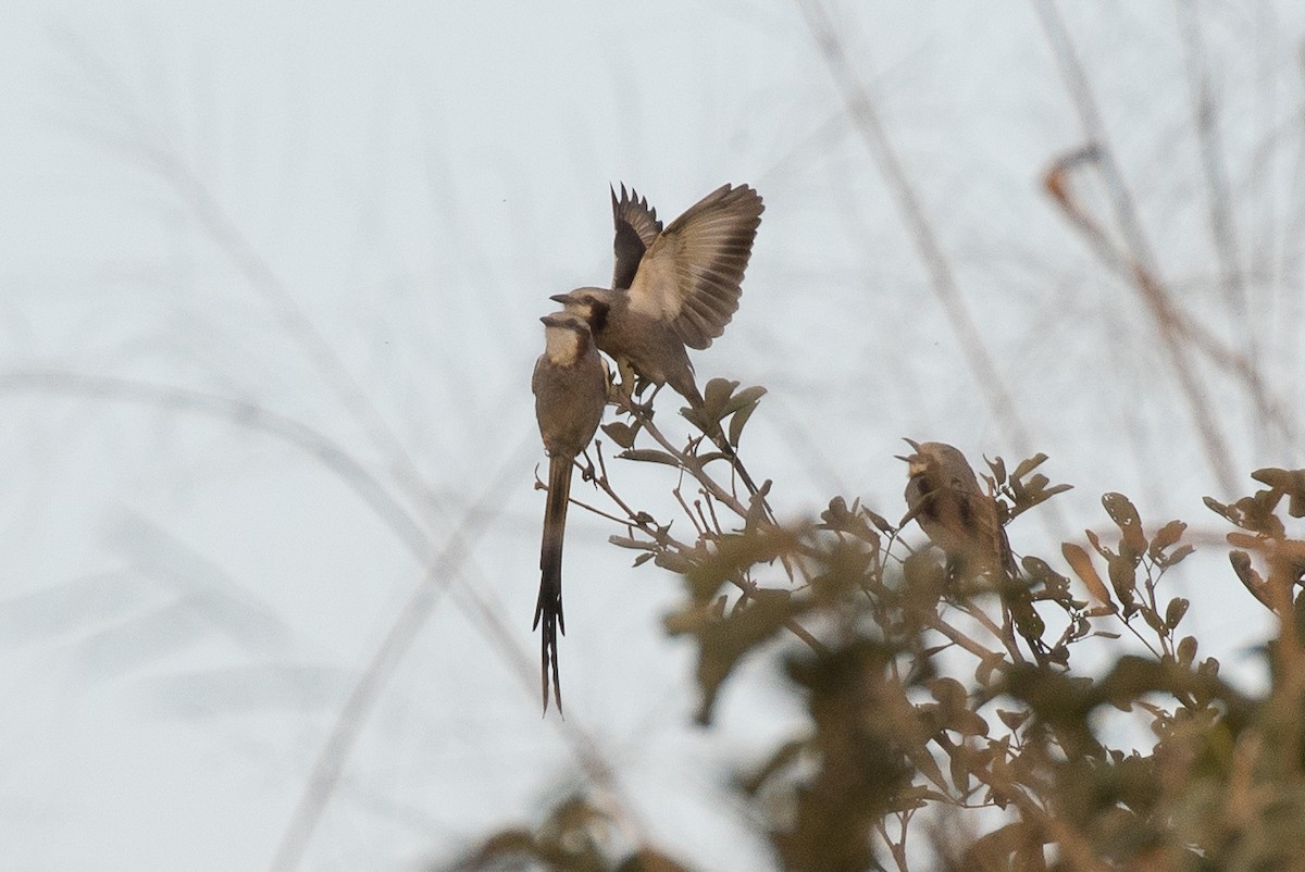 Streamer-tailed Tyrant - ML64881691